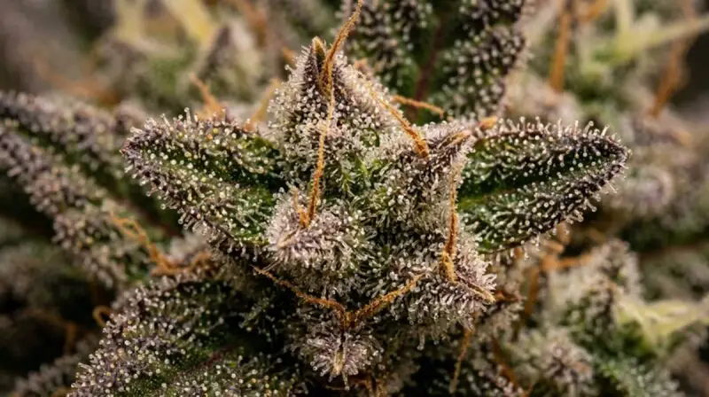 Strains