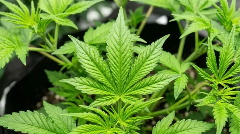 Cannabis in Prague