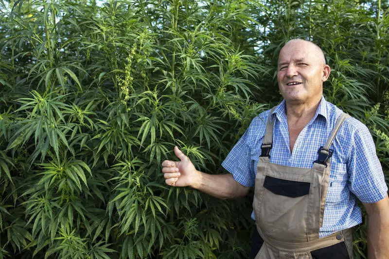 Organic Cannabis Growing
